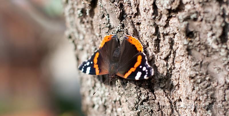 _MG_9555.jpg
